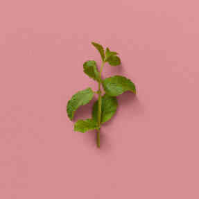 THE ALCHEMIST'S GARDEN A GLOAMING NIGHT EAU DE PARFUM