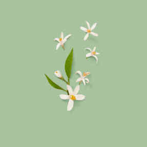 THE ALCHEMIST'S GARDEN 1921 EAU DE PARFUM