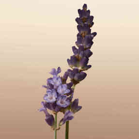 BURBERRY GODDESS EAU DE PARFUM | 30ml