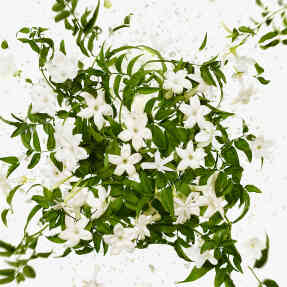 FLORA GORGEOUS JASMINE EAU DE PARFUM | 30ml