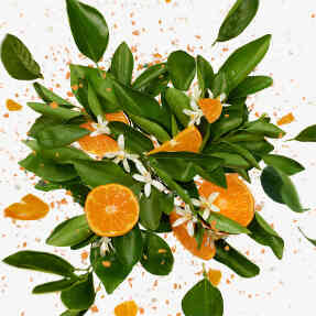 FLORA GORGEOUS JASMINE EAU DE PARFUM | 30ml