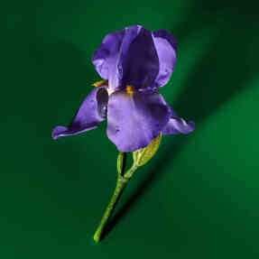 GUCCI GUILTY POUR HOMME ELIXIR DE PARFUM | 60ml