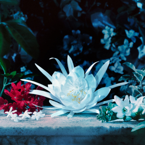 BLOOM EAU DE PARFUM INTENSE | 30ml