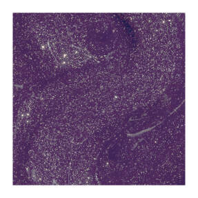 WICKED INFINITE SHINE - HEAD SHIZSTRESS | 15ml Head Shizstress