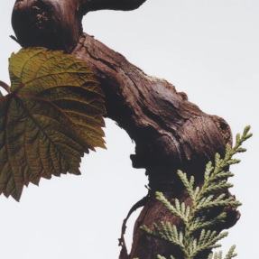 CYPRESS & GRAPEVINE CLASSIC CANDLE | 200gr