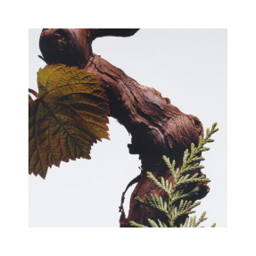 CYPRESS & GRAPEVINE CAR DIFFUSER REFILL