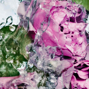 ROSE HAND LOTION | 450ml