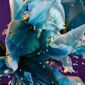 BVLGARI ALLEGRA SPETTACOLORE EAU DE PARFUM | 50ml