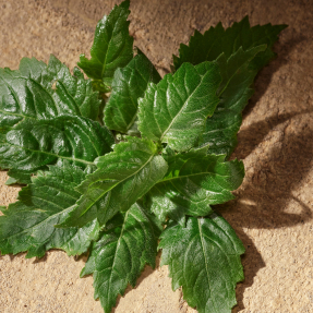 DEVOTION EAU DE PARFUM MALE | 50ml