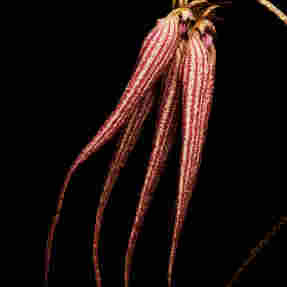 BAL D' AFRIQUE ABSOLU DE PARFUM | 50ml