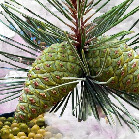 GYPSY WATER BODY LOTION | 450ml