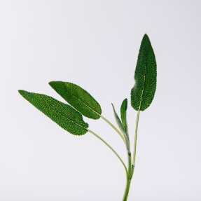 LOEWE UN PASEO POR MADRID PRADO EAU DE PARFUM | 100ml