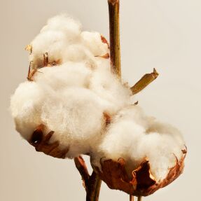 COTTON BLOSSOM CANDLE