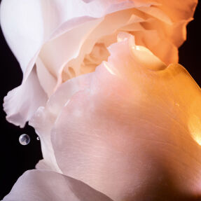 DIOR PRESTIGE LA LOTION ESSENCE DE ROSE LOTION FOR FACE AND NECK | 150ml