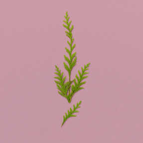 THE ALCHEMIST'S GARDEN A WINTER MELODY ACQUA PROFUMATA EAU DE TOILETTE | 150ml