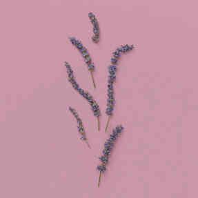 THE ALCHEMIST'S GARDEN MOONLIGHT SERENADE ACQUA PROFUMATA EAU DE TOILETTE | 150ml