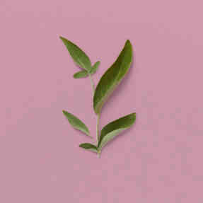 THE ALCHEMIST'S GARDEN MOONLIGHT SERENADE ACQUA PROFUMATA EAU DE TOILETTE | 150ml