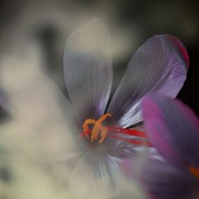 SAFRAN SECRET EXTRAIT DE PARFUM | 50ml