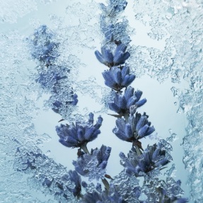 ABSINTHE BORÉALE EAU DE PARFUM | 30ml