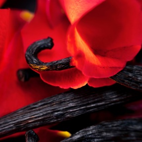 HIBISCUS MAHAJAD EXTRAIT DE PARFUM | 50ml