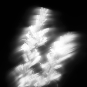 TUBÉREUSE ASTRALE EXTRAIT DE PARFUM | 50ml