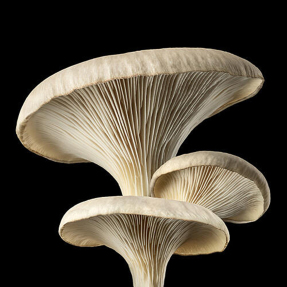 HF01 708 CHITOSAN PRE-STYLE CREAM STRAIGHT TO WAVY LIGHT CONDITIONING | 100ml