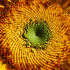 HF07 933 OMEGA HYDRATING HAIR OIL | 30ml