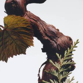 CYPRESS & GRAPEVINE COLOGNE INTENSE | 50ml