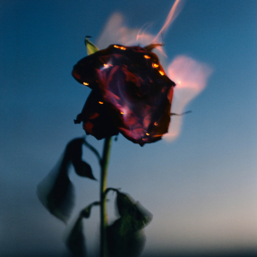 BURNING ROSE FRAGRANCED CANDLE | 240gr