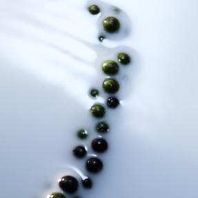 BLANCHE ABSOLU DE PARFUM | 50ml