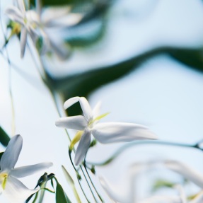 BLANCHE ABSOLU DE PARFUM | 50ml