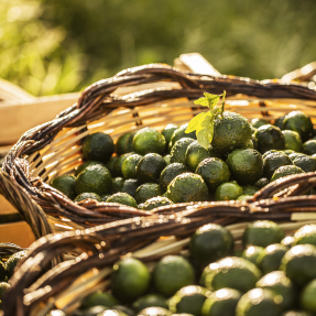 MANDARINO DI SICILIA | 30ml