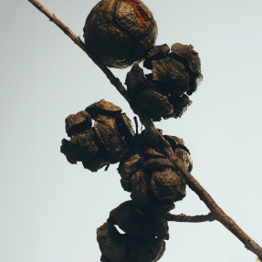 CYPRESS BALLS SMALL SCENTED CANDLE | 170gr