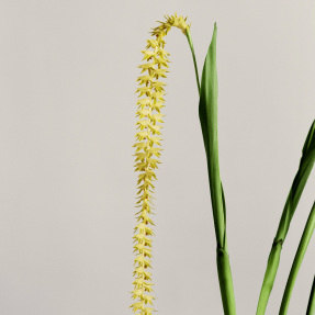 DENDROCHILUM ORCHID SCENTED CANDLE | 170gr