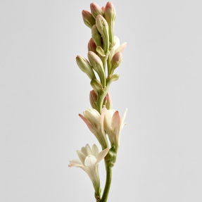 TUBEROSE SCENTED CANDLE | 170gr