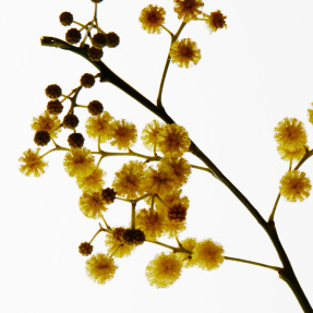 MIMOSA SCENTED CANDLE | 170gr