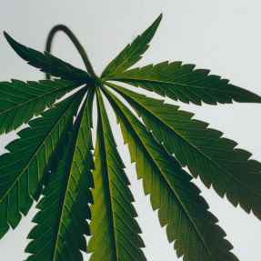 MARIHUANA LIQUID SOAP | 360ml