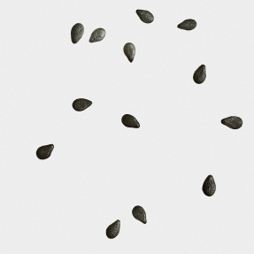 BLACK SESAME SCENTED CANDLE | 280gr