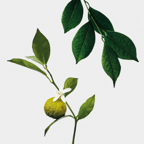 EARL GREY SCENTED CANDLE | 280gr