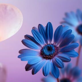 DREAM BODY SCRUB | 220ml