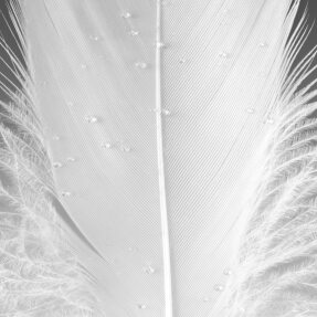 THE ALCHEMIST'S GARDEN MUSCHIO DI LUCE EAU DE PARFUM | 100ml