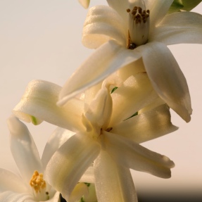 CHLOÉ LE PARFUM FOR WOMEN REFILL | 150ml