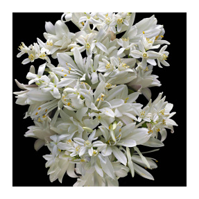 GOOD GIRL GONE BAD BY KILIAN | 100ml