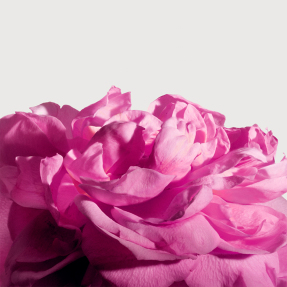 RADICAL ROSE EXTRAIT DE PARFUM | 50ml