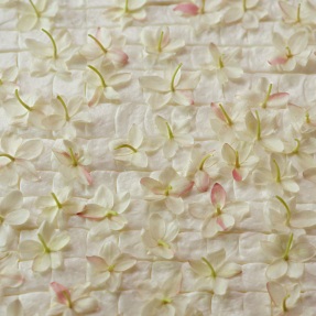 GELSOMINO A FREDDO EAU DE PARFUM | 50ml