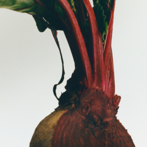 BEETROOT MEDIUM SCENTED CANDLE | 610gr