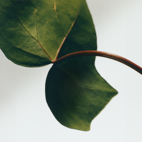 IVY SMALL SCENTED CANDLE | 170gr