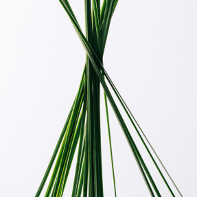 LOEWE ESENCIA EAU DE TOILETTE | 50ml