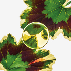 LOEWE ELIXIR ESENCIA EAU DE PARFUM | 50ml