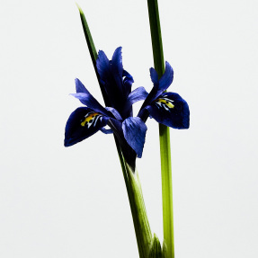 LOEWE UN PASEO POR MADRID LA BELLA CIBELES EAU DE PARFUM | 100ml